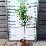 Okrasná jabloň (Malus) ´GOLDEN HORNET´ - výška 100-120 cm, kont. C5L